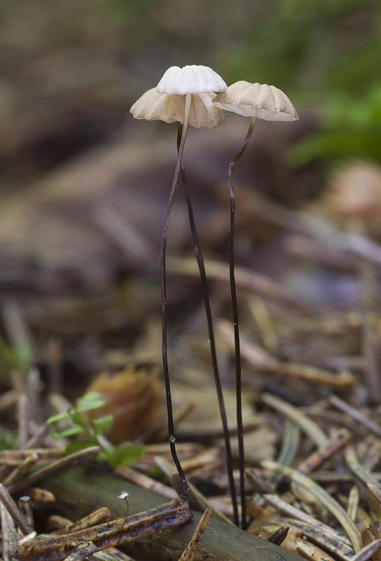 Marasmius wettsteinii